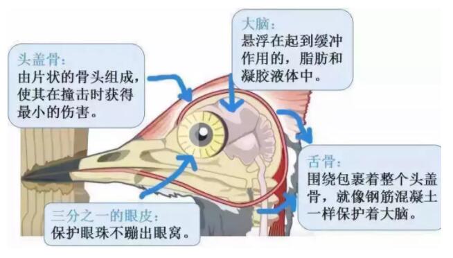 昆明安全帽，安全買冷知識(shí)你知道嗎？